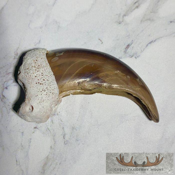 Grizzly Bear Claw Taxidermy For Sale