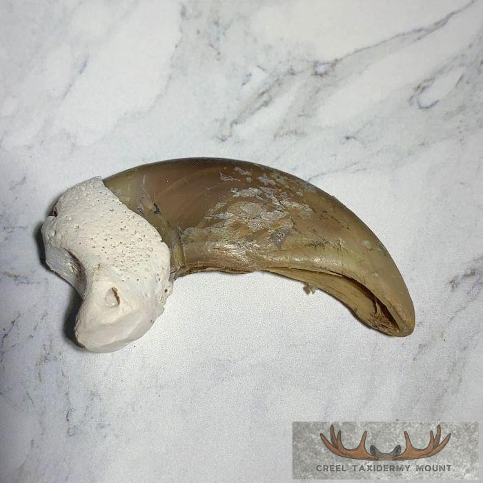 Grizzly Bear Claw Taxidermy For Sale