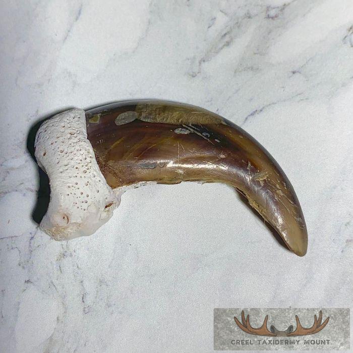 Grizzly Bear Claw Taxidermy For Sale