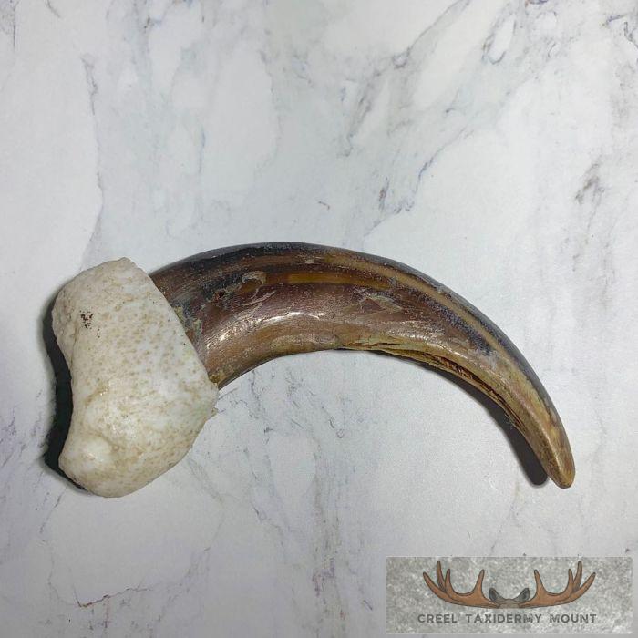 Grizzly Bear Claw Taxidermy For Sale