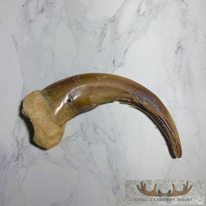 Grizzly Bear Claw Taxidermy For Sale