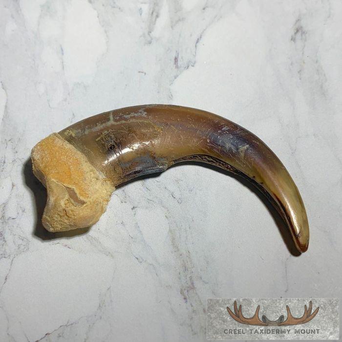 Grizzly Bear Claw Taxidermy For Sale