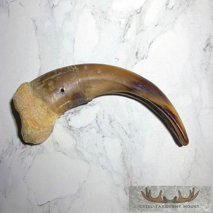 Grizzly Bear Claw Taxidermy For Sale