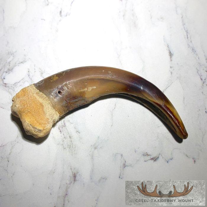Grizzly Bear Claw Taxidermy For Sale