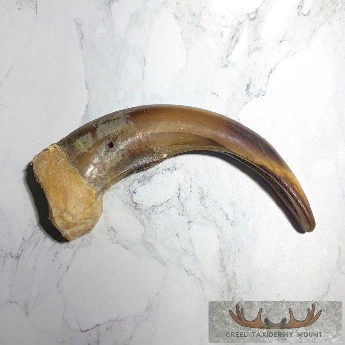 Grizzly Bear Claw Taxidermy For Sale