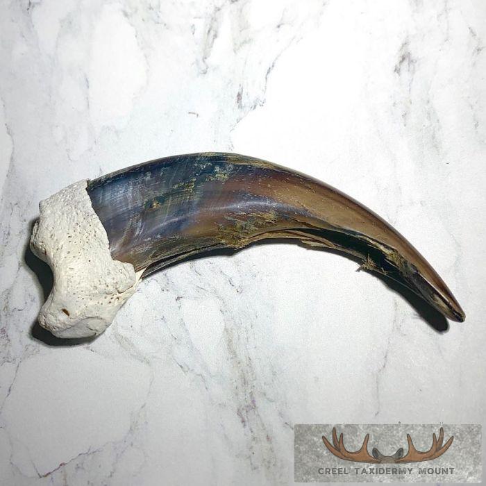 Grizzly Bear Claw Taxidermy For Sale