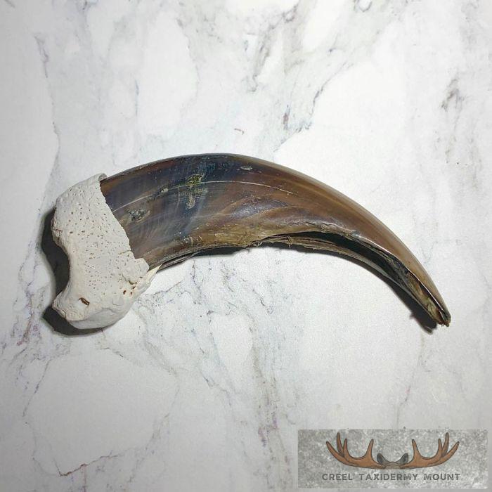 Grizzly Bear Claw Taxidermy For Sale