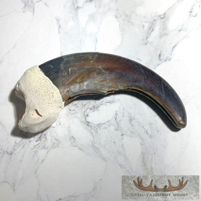 Grizzly Bear Claw Taxidermy For Sale