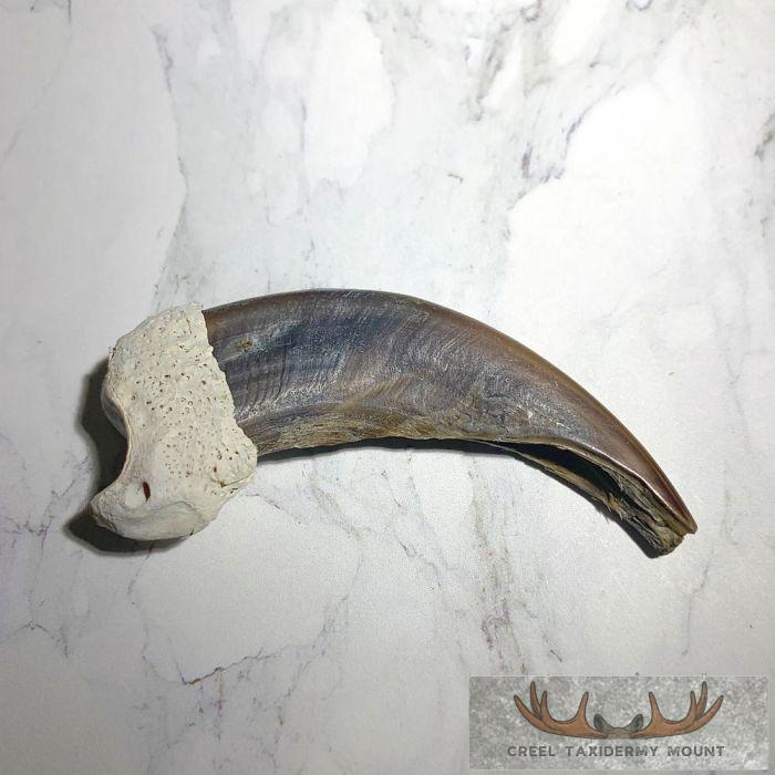 Grizzly Bear Claw Taxidermy For Sale