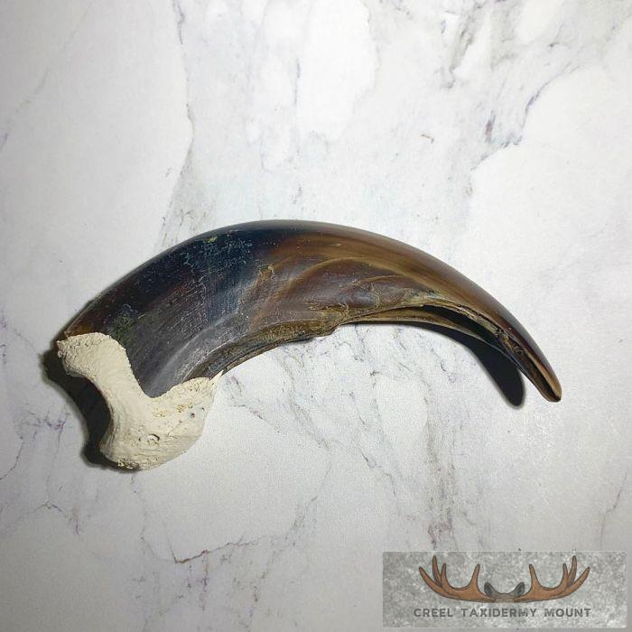 Grizzly Bear Claw Taxidermy For Sale