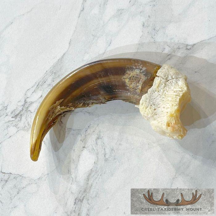 Grizzly Bear Claw Taxidermy For Sale