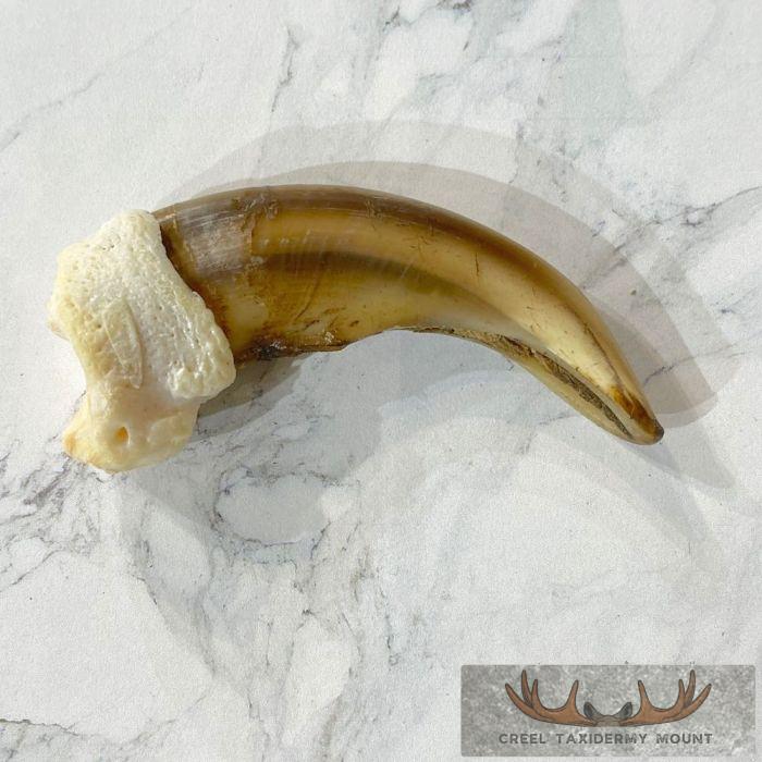 Grizzly Bear Claw Taxidermy For Sale