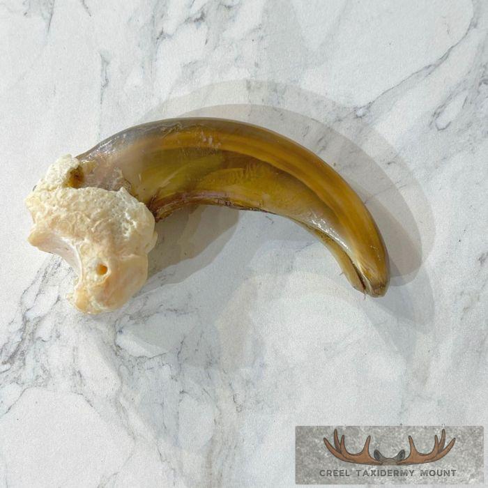 Grizzly Bear Claw Taxidermy For Sale