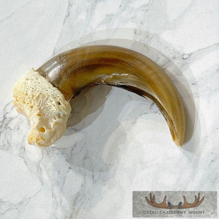 Grizzly Bear Claw Taxidermy For Sale