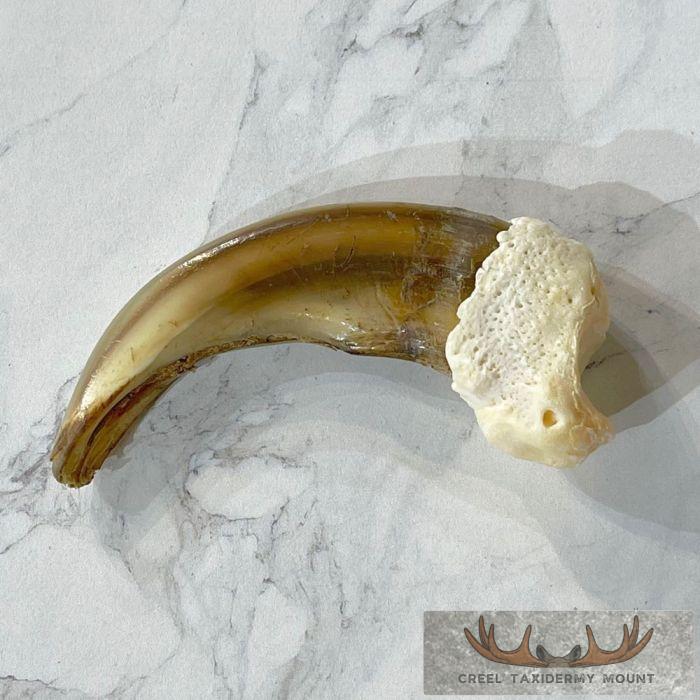 Grizzly Bear Claw Taxidermy For Sale