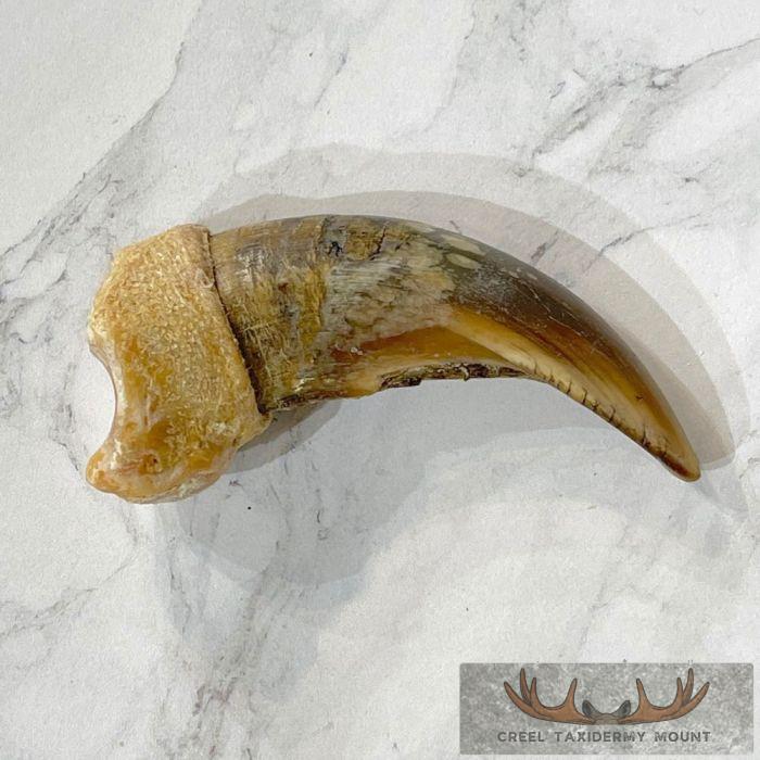 Grizzly Bear Claw Taxidermy For Sale
