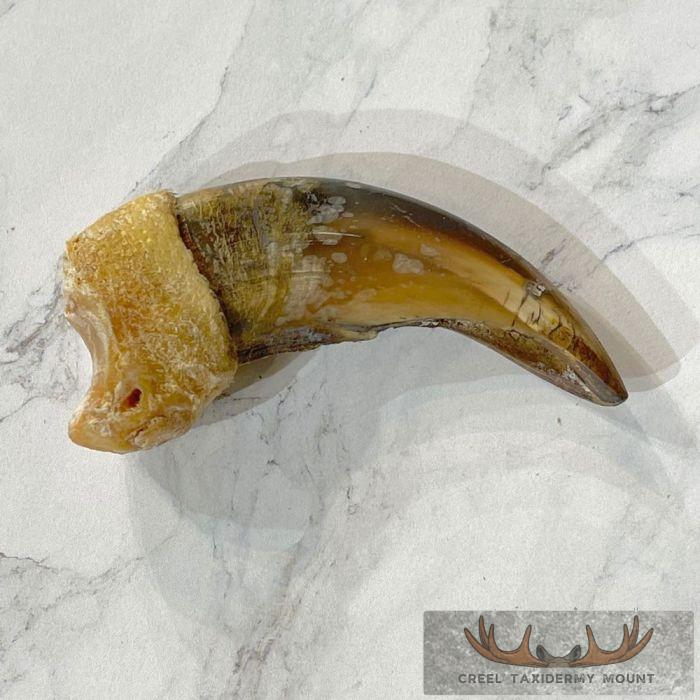 Grizzly Bear Claw Taxidermy For Sale