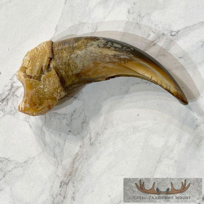 Grizzly Bear Claw Taxidermy For Sale