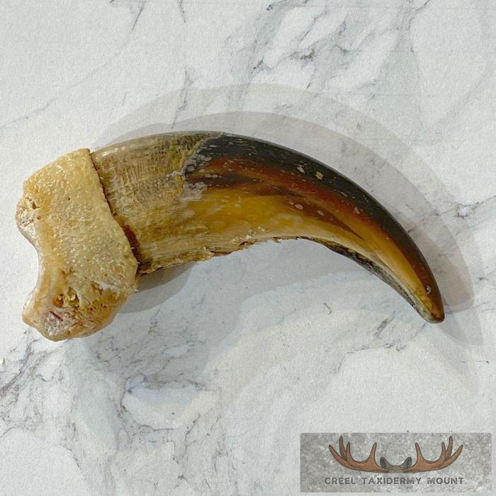 Grizzly Bear Claw Taxidermy For Sale