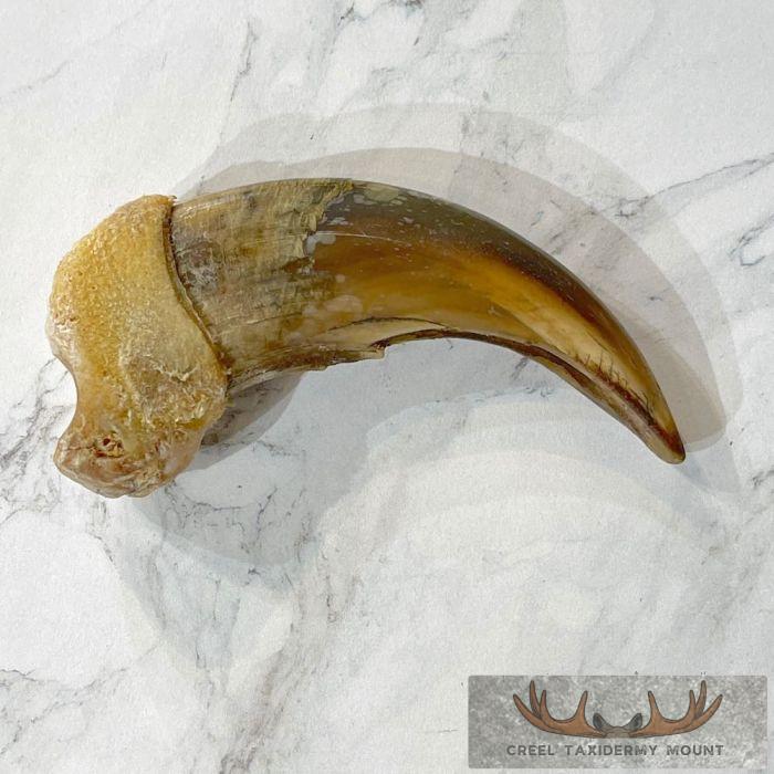 Grizzly Bear Claw Taxidermy For Sale