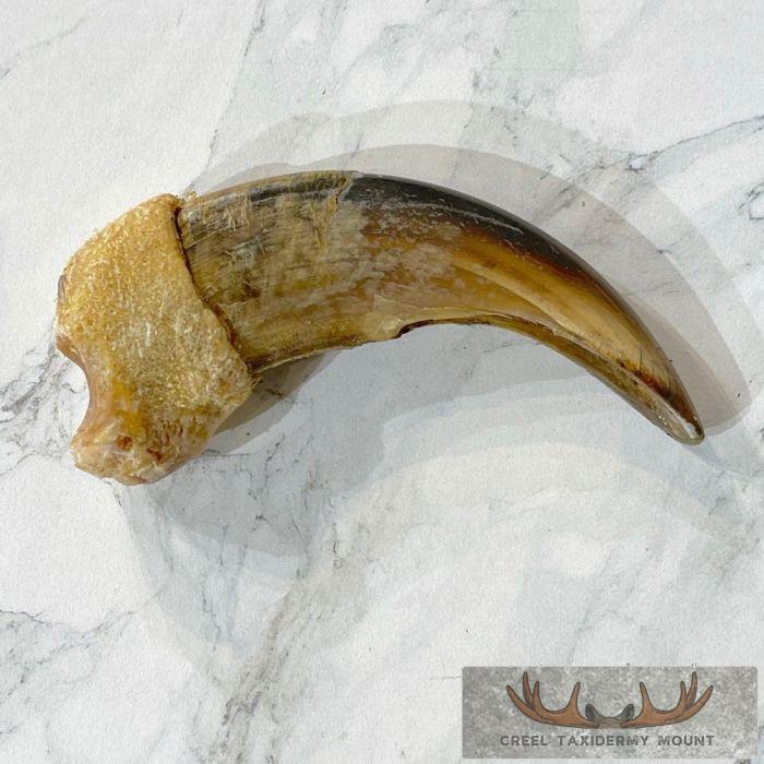 Grizzly Bear Claw Taxidermy For Sale