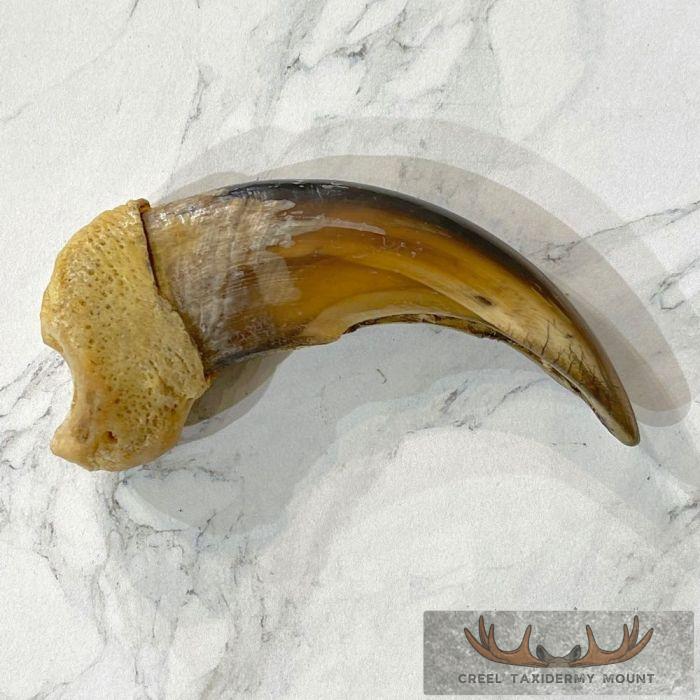 Grizzly Bear Claw Taxidermy For Sale