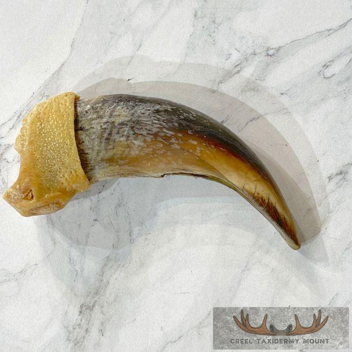 Grizzly Bear Claw Taxidermy For Sale