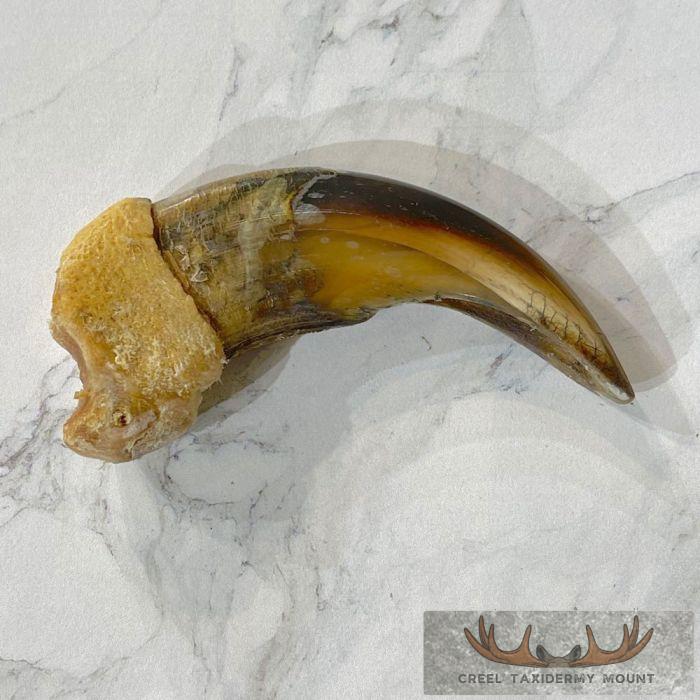 Grizzly Bear Claw Taxidermy For Sale