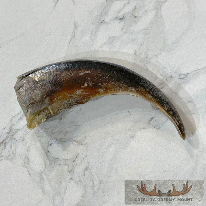 Grizzly Bear Claw Taxidermy For Sale