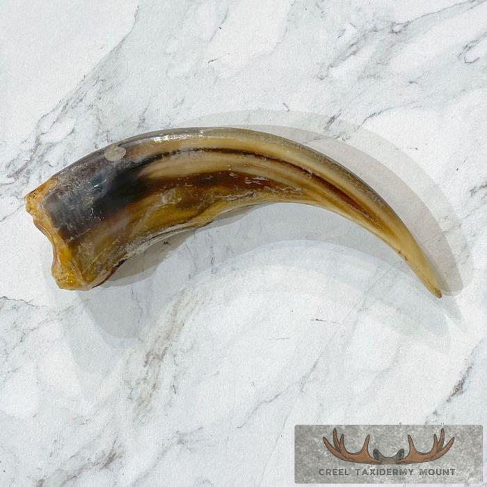 Grizzly Bear Claw Taxidermy For Sale