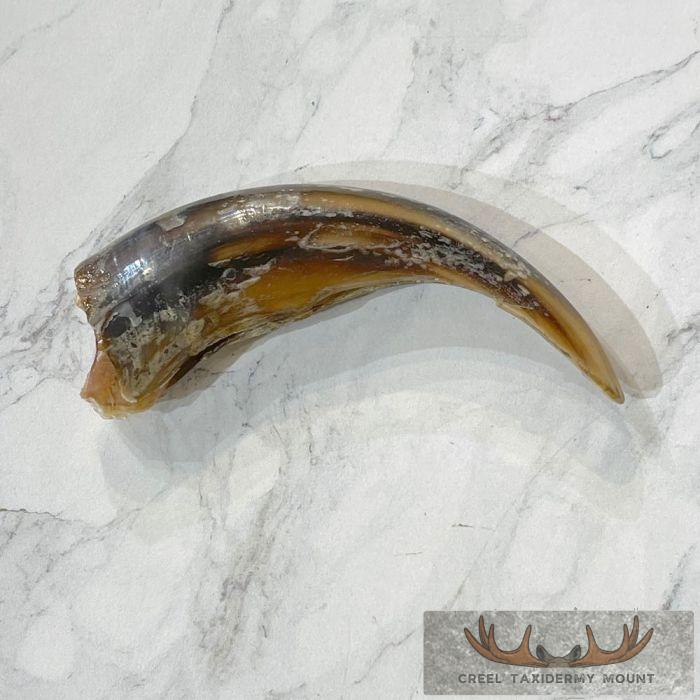 Grizzly Bear Claw Taxidermy For Sale