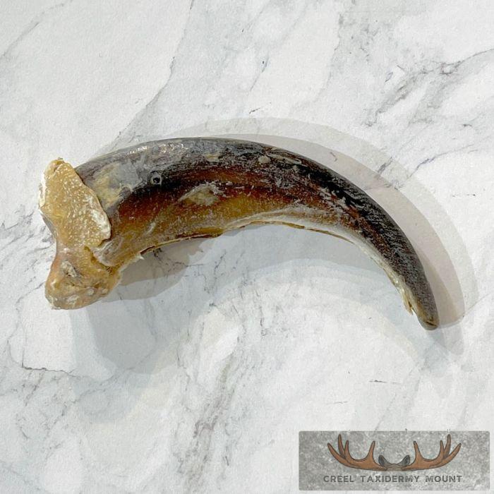 Grizzly Bear Claw Taxidermy For Sale