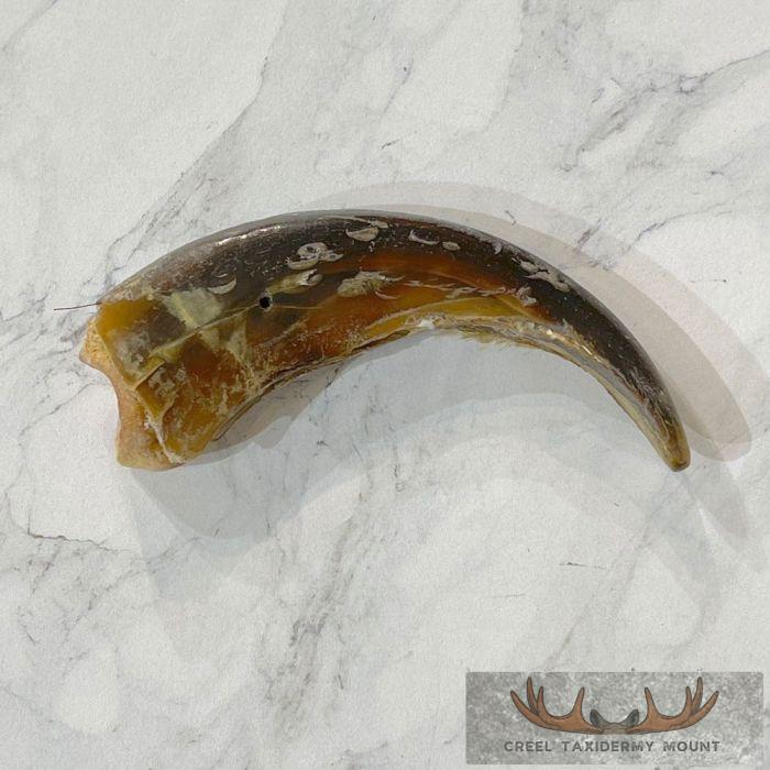 Grizzly Bear Claw Taxidermy For Sale