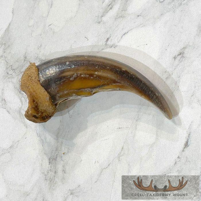 Grizzly Bear Claw Taxidermy For Sale