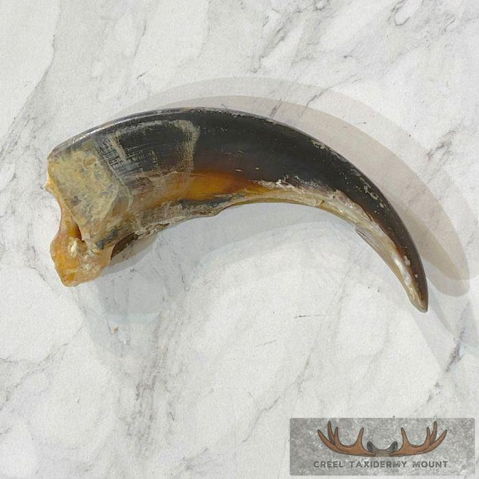 Grizzly Bear Claw Taxidermy For Sale
