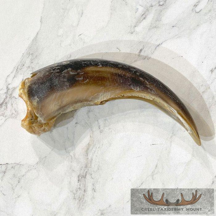 Grizzly Bear Claw Taxidermy For Sale