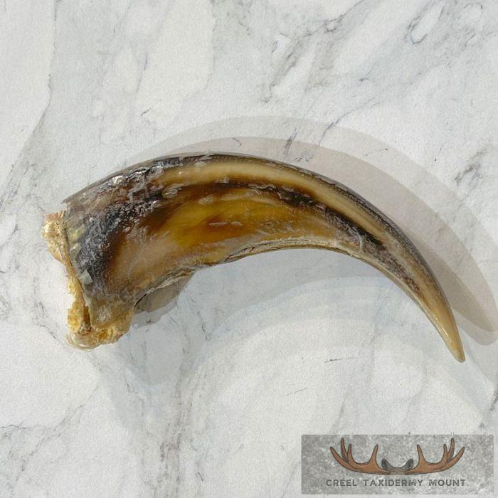 Grizzly Bear Claw Taxidermy For Sale