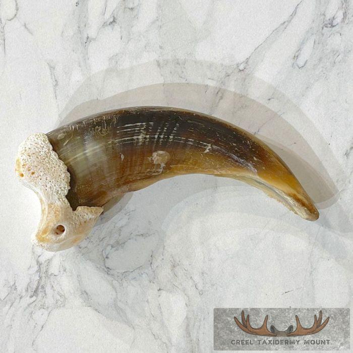 Grizzly Bear Claw Taxidermy For Sale