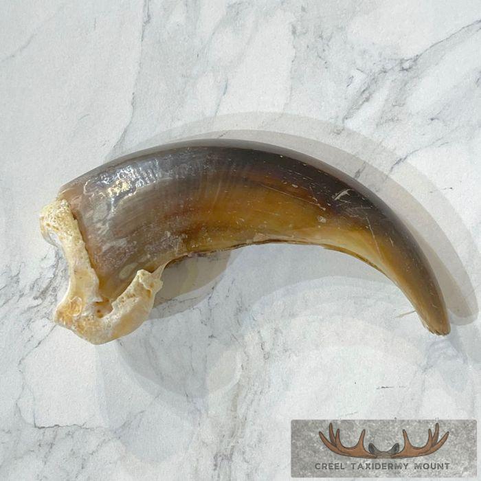 Grizzly Bear Claw Taxidermy For Sale