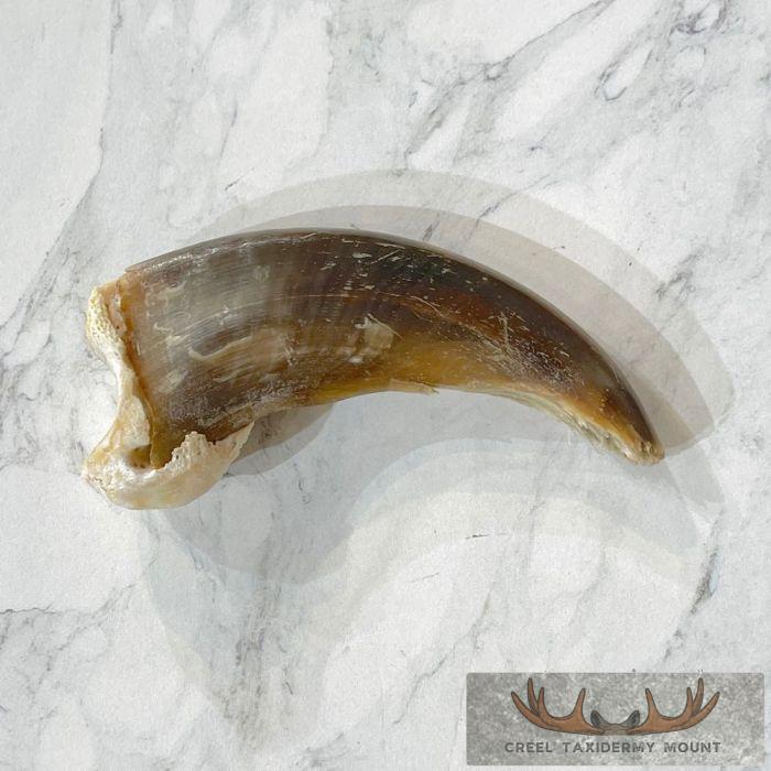 Grizzly Bear Claw Taxidermy For Sale