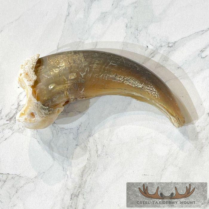Grizzly Bear Claw Taxidermy For Sale