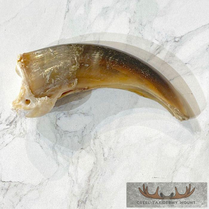 Grizzly Bear Claw Taxidermy For Sale