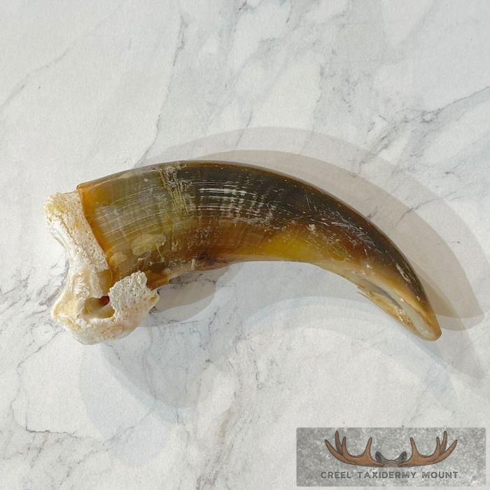 Grizzly Bear Claw Taxidermy For Sale