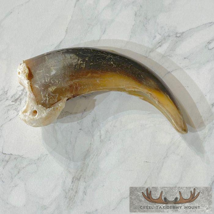 Grizzly Bear Claw Taxidermy For Sale