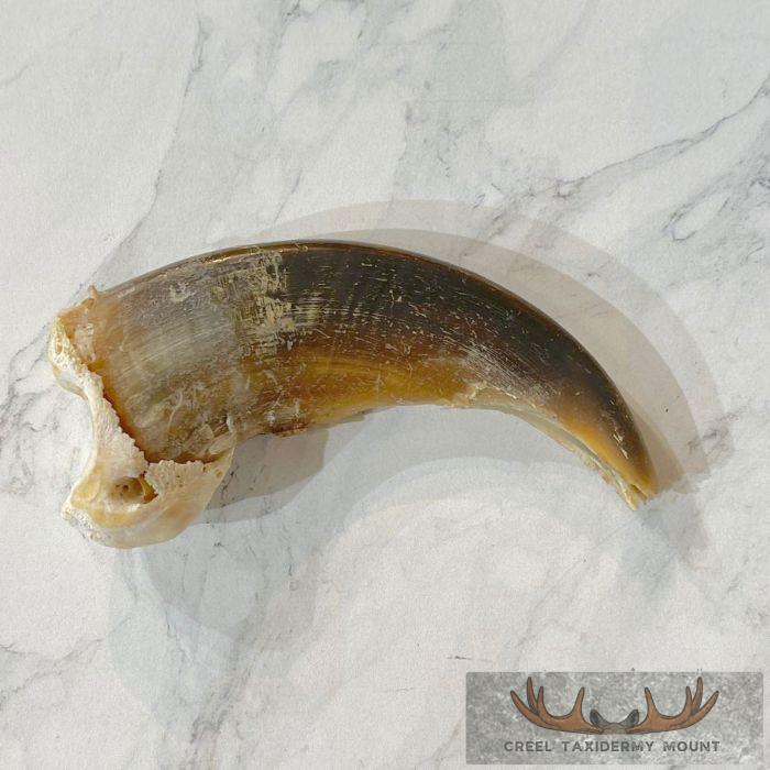 Grizzly Bear Claw Taxidermy For Sale