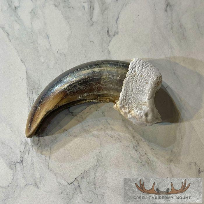 Grizzly Bear Claw Taxidermy For Sale