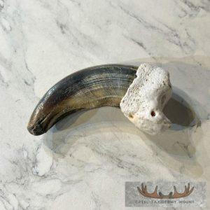 Grizzly Bear Claw Taxidermy