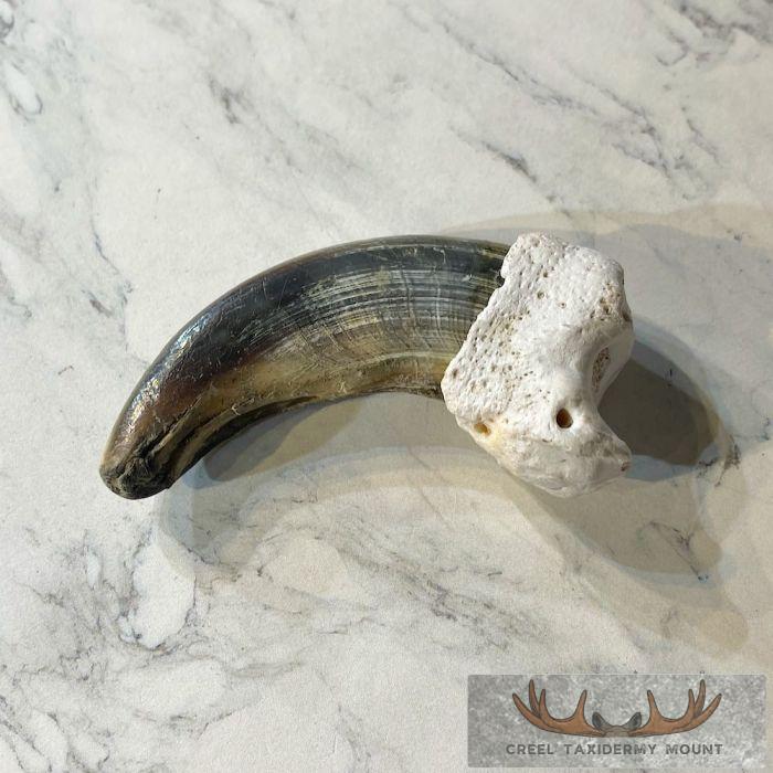 Grizzly Bear Claw Taxidermy For Sale