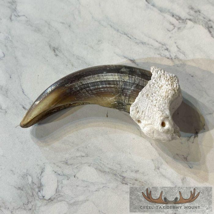 Grizzly Bear Claw Taxidermy For Sale