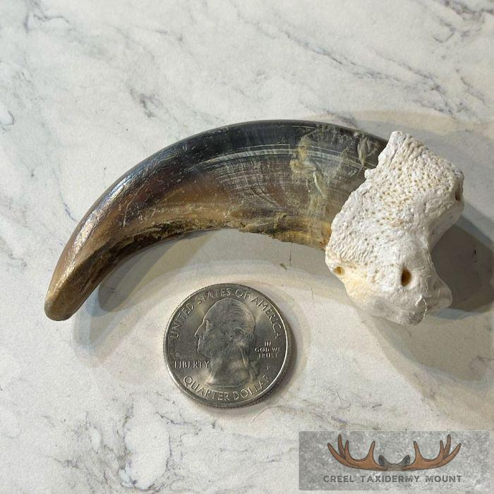 Grizzly Bear Claw Taxidermy For Sale - Image 2